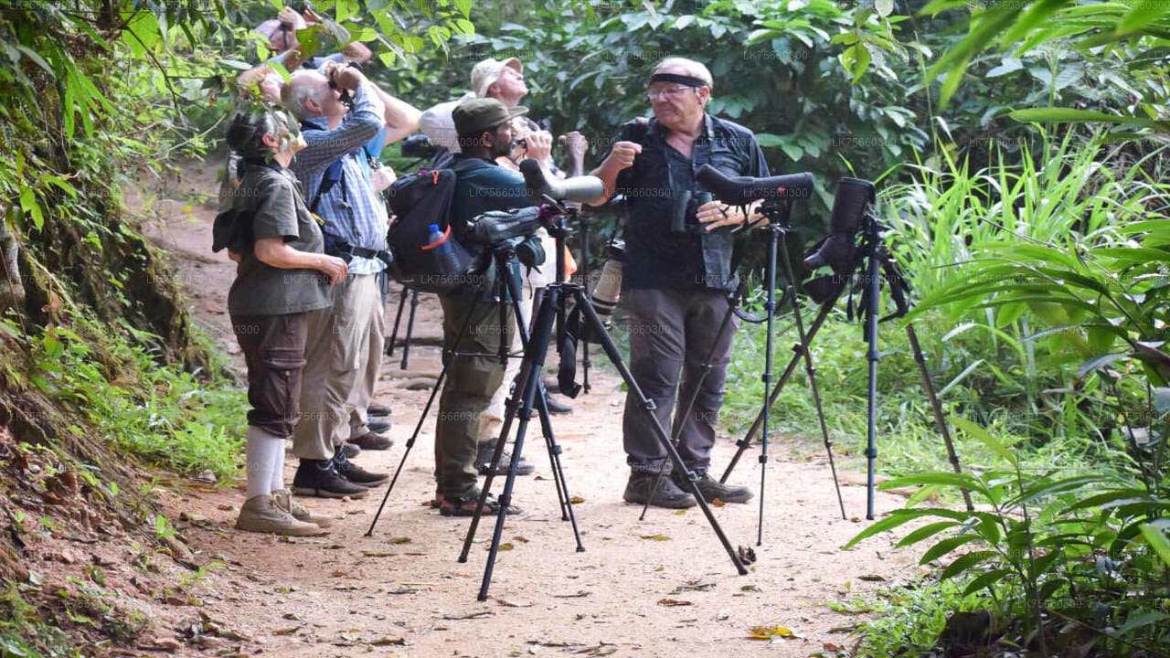 Sri Lanka Blue Magpie spotted on dawn rainforest walk